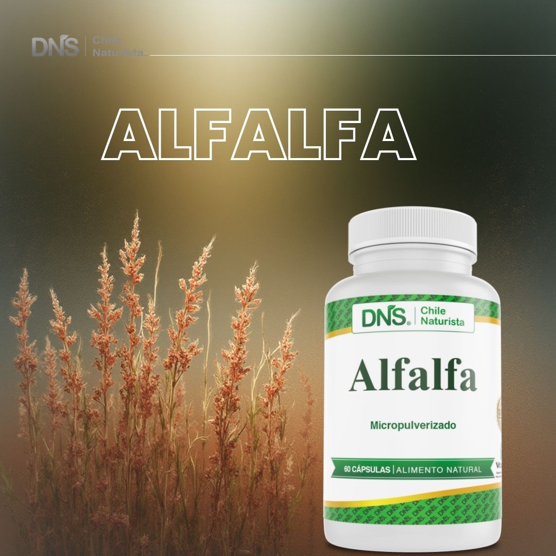 Alfalfa